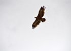 Steppearend (Aquila nipalensis) (juveniel) Hustai Nuruu 08-08-2016 (1)